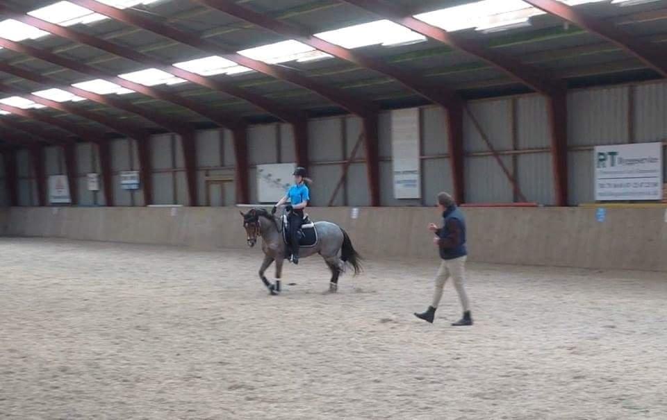 Hollandsk Sportspony Goya billede 46