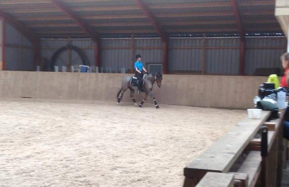 Hollandsk Sportspony Goya billede 47