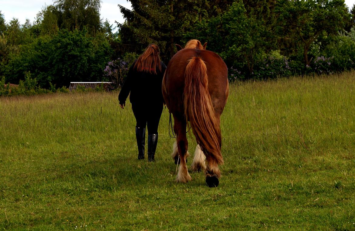 Schleswiger William billede 20