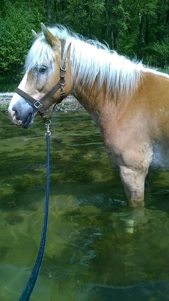 Haflinger Argon billede 4