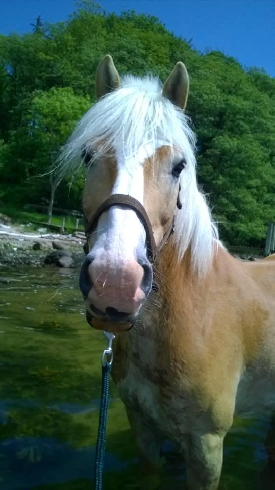 Haflinger Argon billede 3