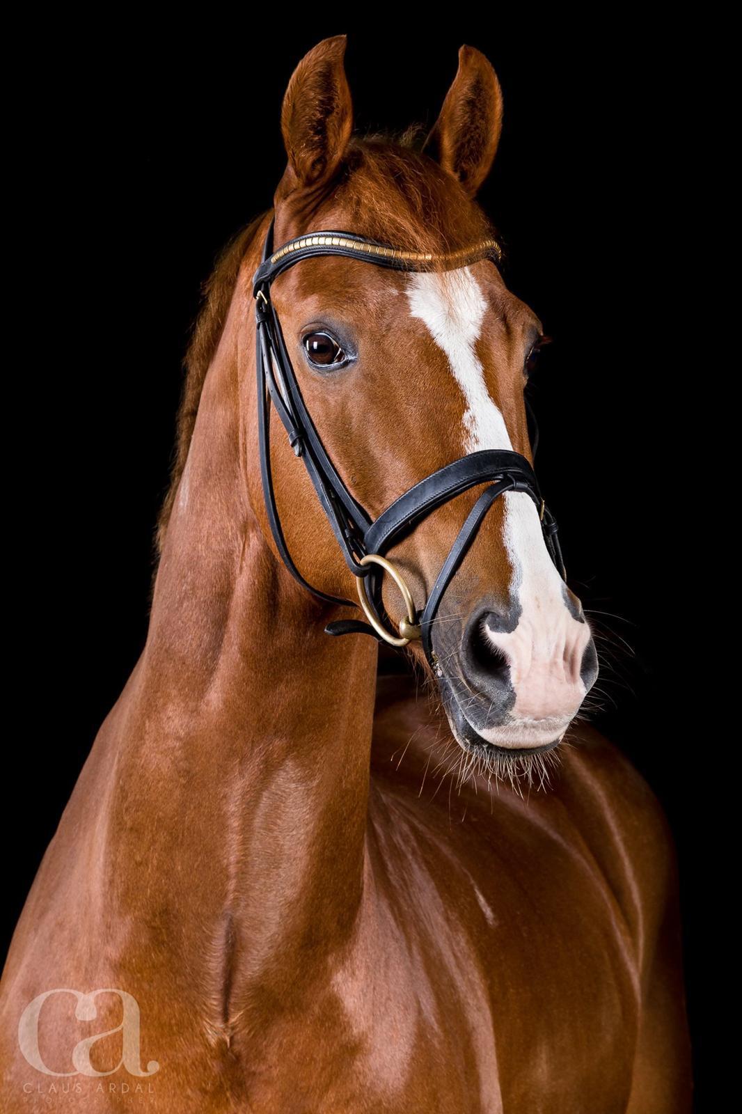 Dansk Varmblod Samwise gamgee - Fotoshoot ved Claus Ardal . maj 2015 billede 5