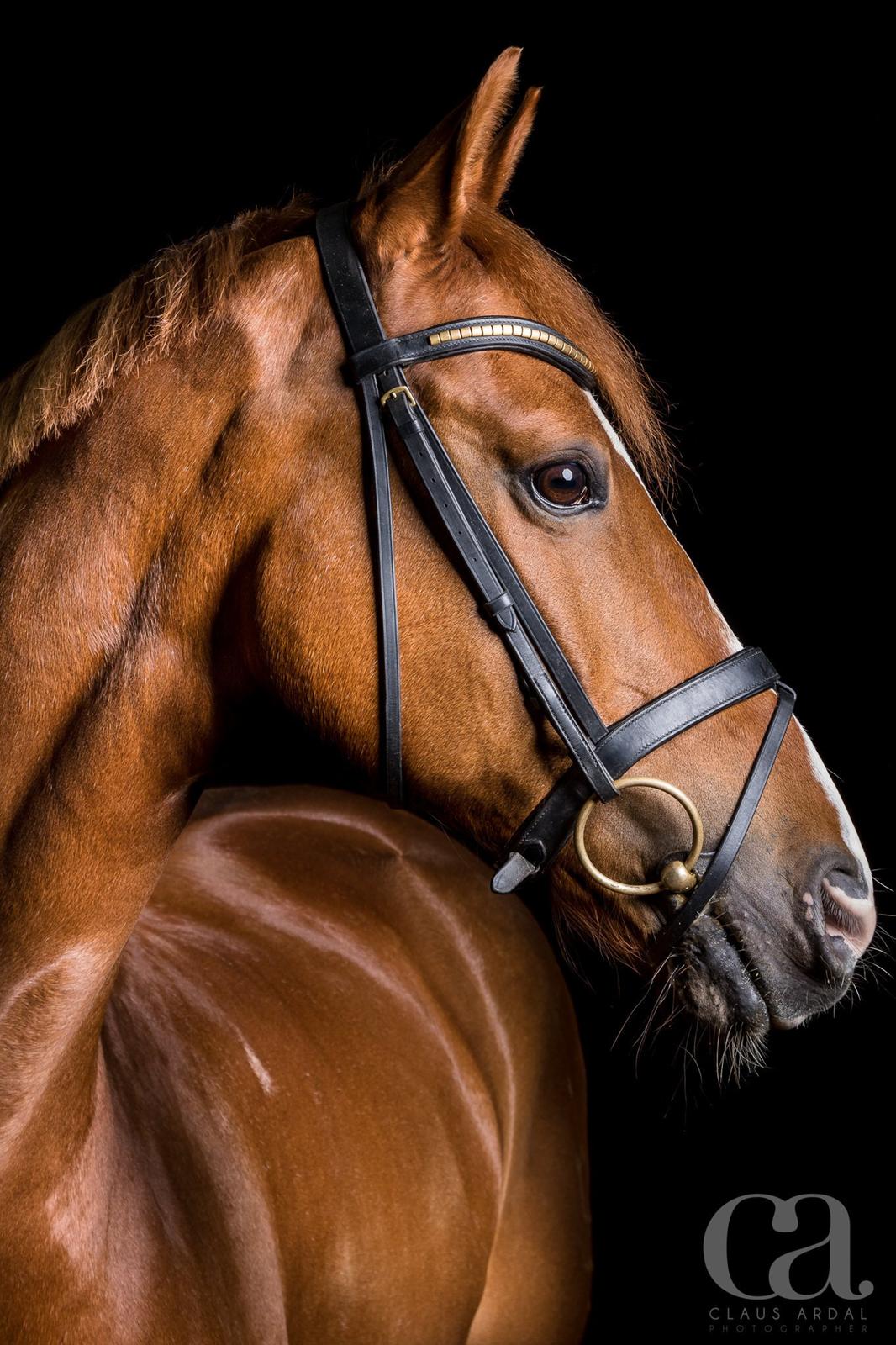 Dansk Varmblod Samwise gamgee - Fotoshoot ved Claus Ardal . maj 2015 billede 1