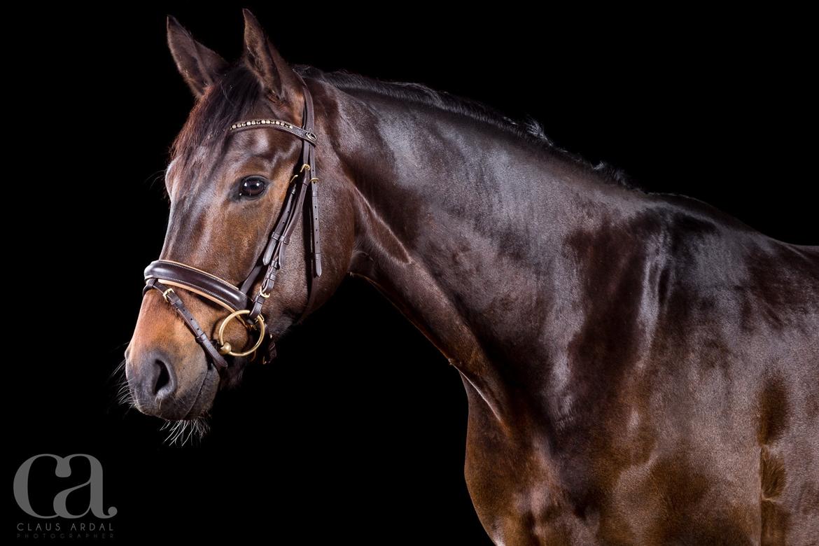 Dansk Varmblod Saigon - Fotoshoot ved Claus Ardal . maj 2015 billede 1