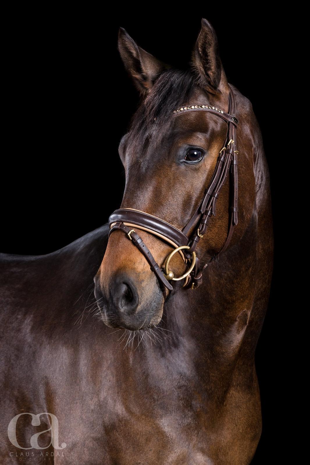 Dansk Varmblod Saigon - Fotoshoot ved Claus Ardal . maj 2015 billede 5