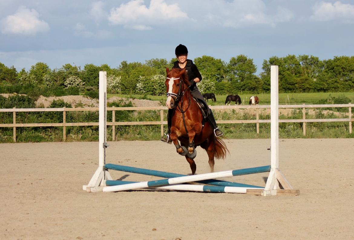 Welsh Cob (sec D) Haymo's Avador (aka. Lille Røde) billede 9