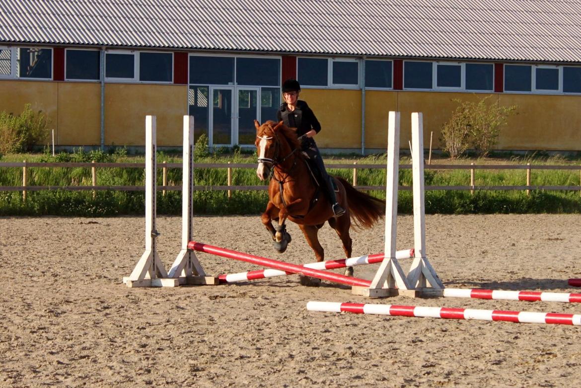 Welsh Cob (sec D) Haymo's Avador (aka. Lille Røde) billede 24