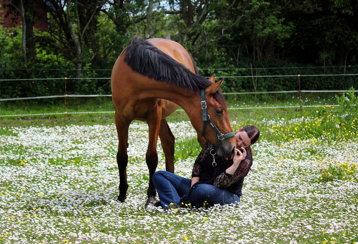 Dansk Varmblod Angel of music (SOLGT) *For evigt elsket <3* - NYT: Hygge på marken :) billede 5