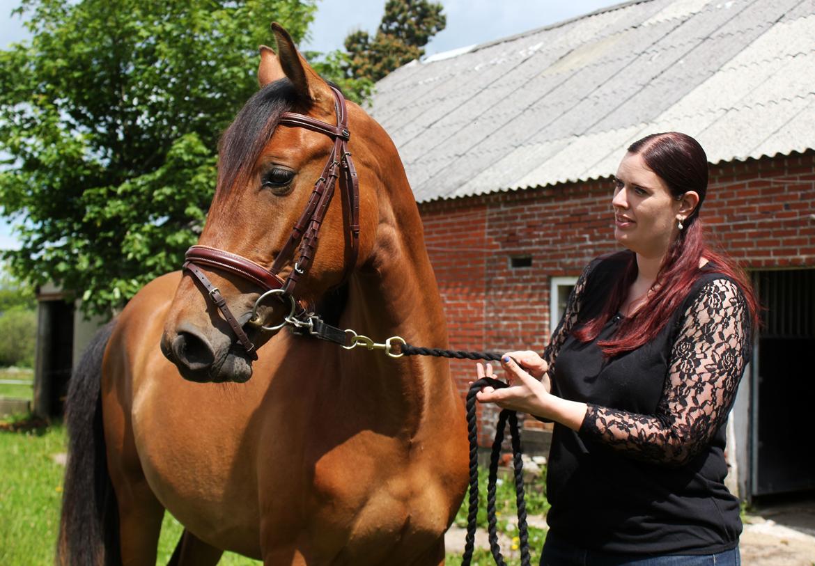Dansk Varmblod Angel of music (SOLGT) *For evigt elsket <3* - NYT: Angel med trennse for første gang :) billede 20