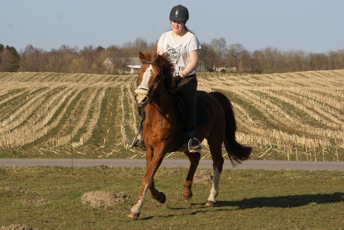 Anden særlig race Misty - Foto; Simon Nedergaard billede 4