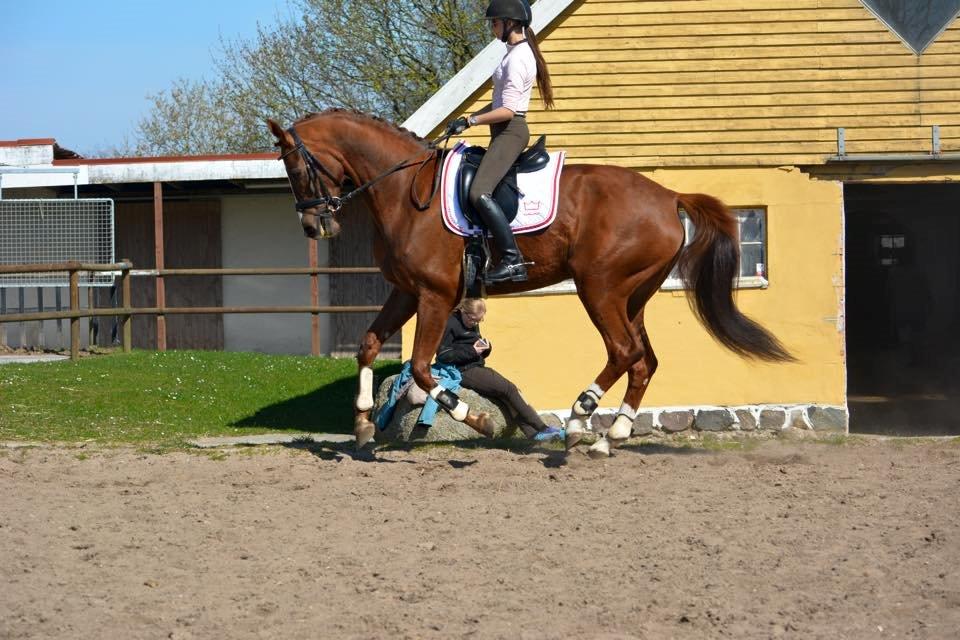 Dansk Varmblod Dalsmindes Zarabi - Dressur træning 2015 billede 3