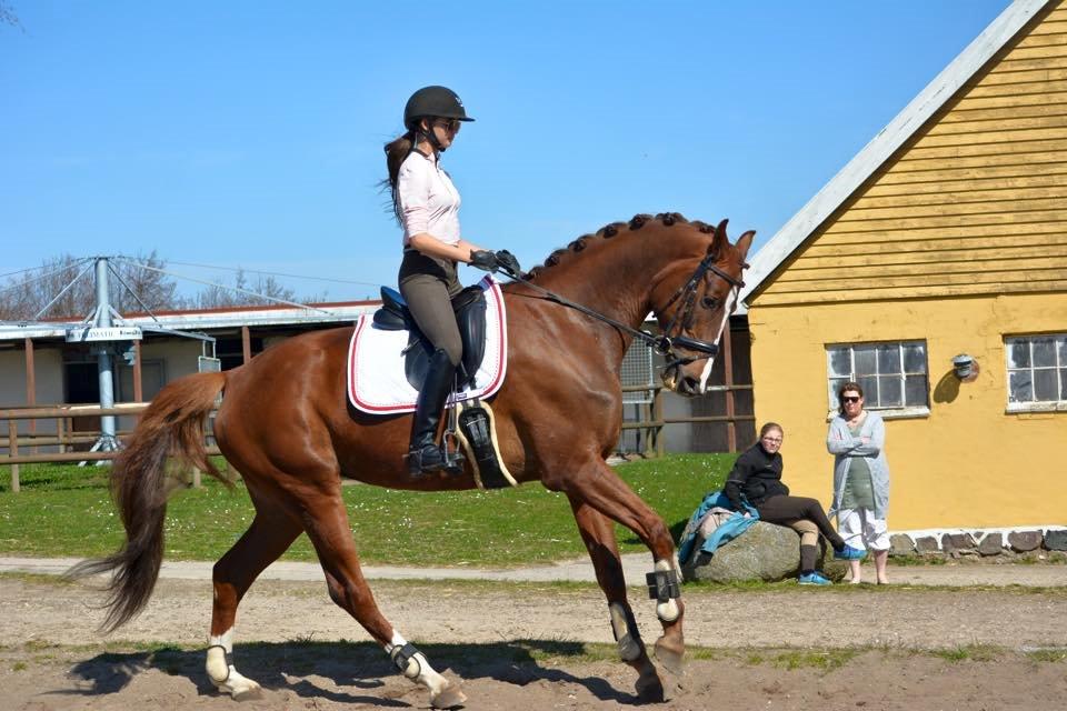 Dansk Varmblod Dalsmindes Zarabi - Dressur træning 2015 billede 4