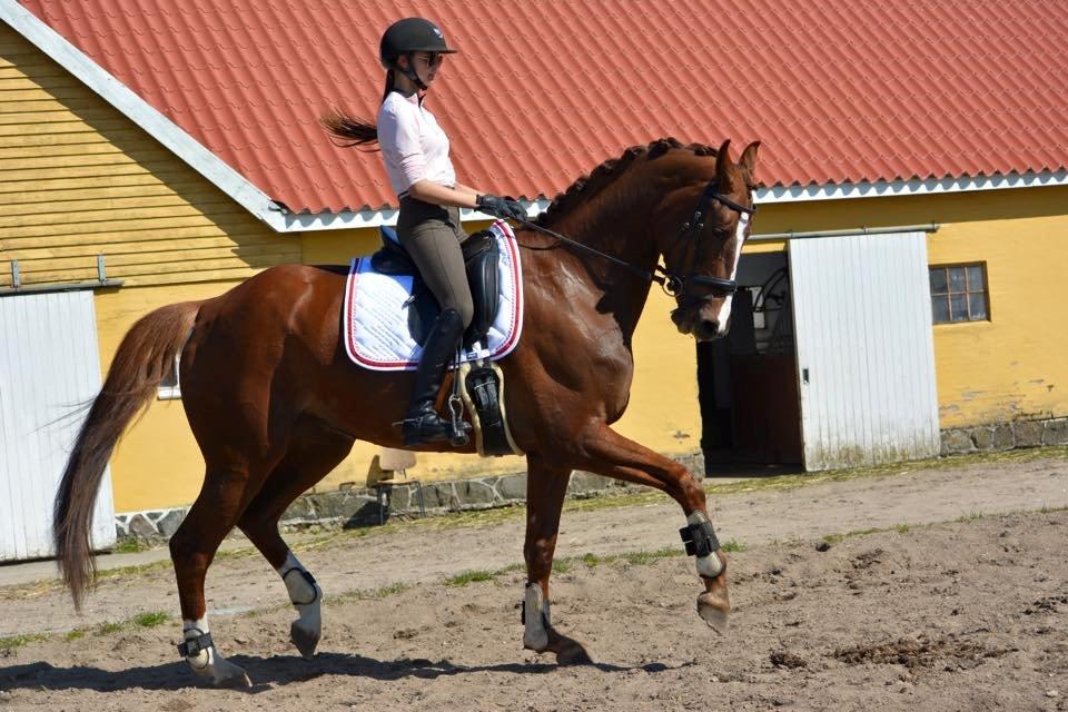 Dansk Varmblod Dalsmindes Zarabi - Dressur træning 2015 billede 1