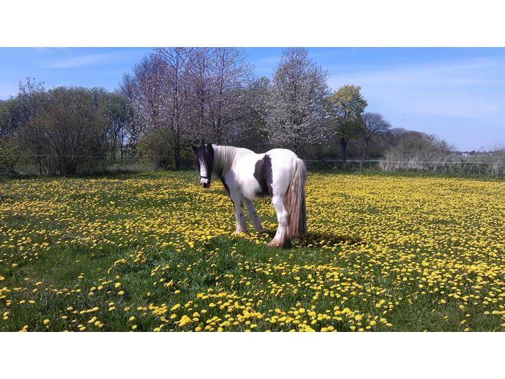 {{currentPhoto.altText}} billede {{currentPhoto.number}}