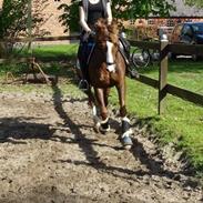 DSP Møgelholst Jambo