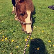 DSP Møgelholst Jambo