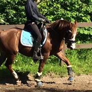 DSP Møgelholst Jambo