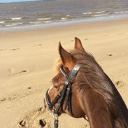 DSP Møgelholst Jambo