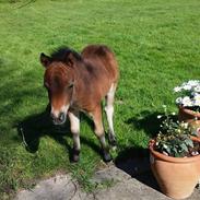 Anden særlig race Havløkkegård's champion 