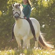 Fjordhest Tulstruplunds Benjamin