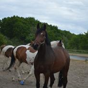Dansk Varmblod Lumiere