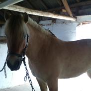 Fjordhest Fritz abildhøjgård 