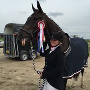 Dansk Varmblod Cracker jack *A-hest*