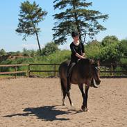 Welsh Cob (sec D) Tango