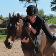 Welsh Cob (sec D) Tango