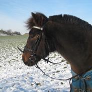 Anden særlig race Komet