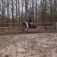 Anden særlig race Flicka