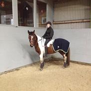 Anden særlig race Flicka