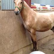 Anden særlig race Smidstrups Golden Kenzo