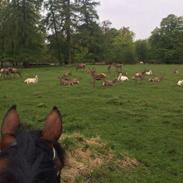 Anden særlig race Kings Champion