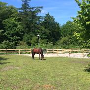 Anden særlig race Kings Champion