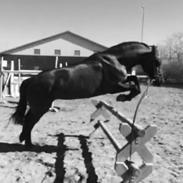 Anden særlig race Copper