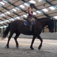 Anden særlig race Copper