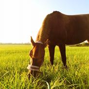 Anden særlig race Copper