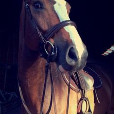 Dansk Varmblod Crazy Heart