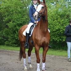 Dansk Varmblod Alsace pilekær