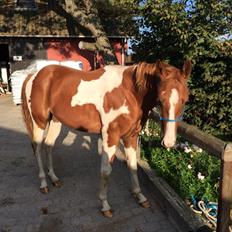 Paint Thumbs up for Obi