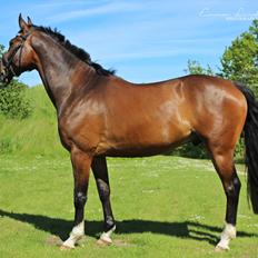 Dansk Varmblod Kildebo's Heartcon