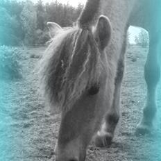 Anden særlig race Bob Marley