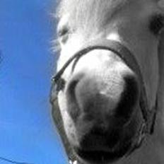 Anden særlig race Starre