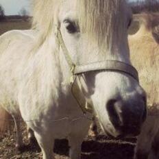 Anden særlig race Starre