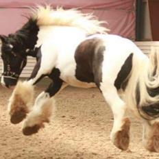 Irish Cob Romany's Cash Junior