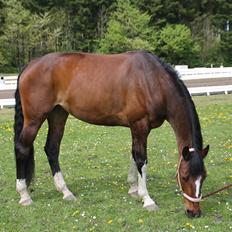 Dansk Varmblod Miss Felicia