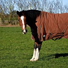 Dansk Varmblod Scharana 