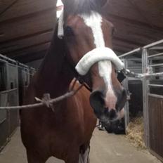 Dansk Varmblod Scharana 