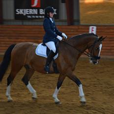 Dansk Varmblod Scharana 